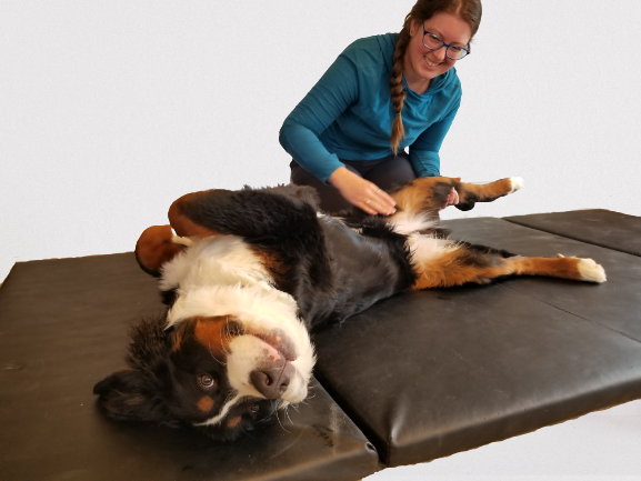 Massage Therapy - Animal Rehabilitation
